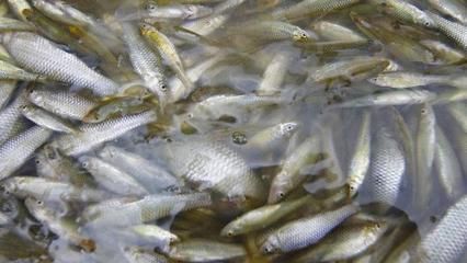 銀版魚(yú)幼魚(yú)飼料喂養(yǎng)技巧：銀龍魚(yú)幼魚(yú)飼料營(yíng)養(yǎng)搭配指南 龍魚(yú)百科 第5張