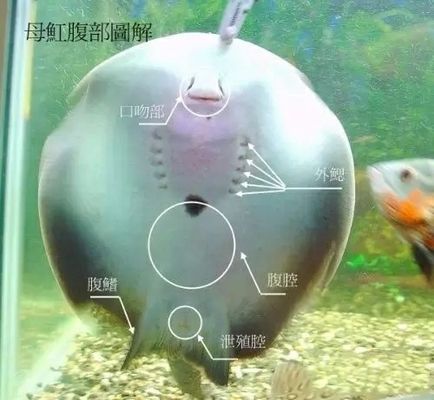 金龍魚掛畫怎么掛好看：金龍魚掛畫怎么掛好看？ 水族問答 第2張