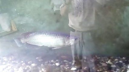 養(yǎng)龍魚視頻大全視頻高清：養(yǎng)龍魚的視頻大全 龍魚百科 第3張