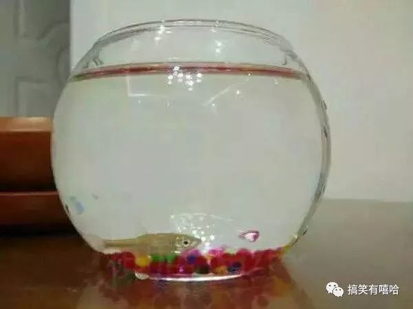 我的心愛之物魚缸里的小魚：—魚缸里的小魚常見疾病及防治方法 魚缸百科 第2張