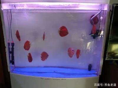 魚缸消毒的最佳實踐方法：魚缸消毒后如何快速恢復生態(tài)高錳酸鉀消毒對魚的影響 魚缸百科 第2張