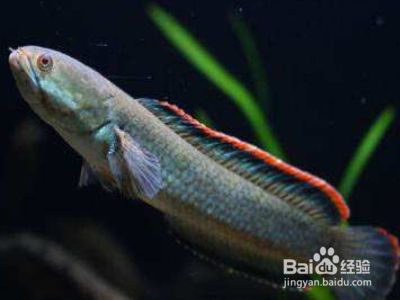 雷龍魚繁殖期水質(zhì)管理技巧：雷龍魚繁殖期飼料選擇指南 龍魚百科 第4張