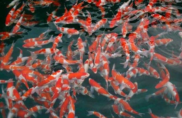 金龍魚觀賞魚多少錢1條：關(guān)于金龍魚的問題 水族問答