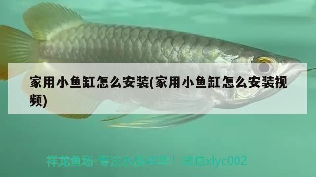 萌趣小魚缸怎么安裝的：萌趣小魚缸怎么安裝