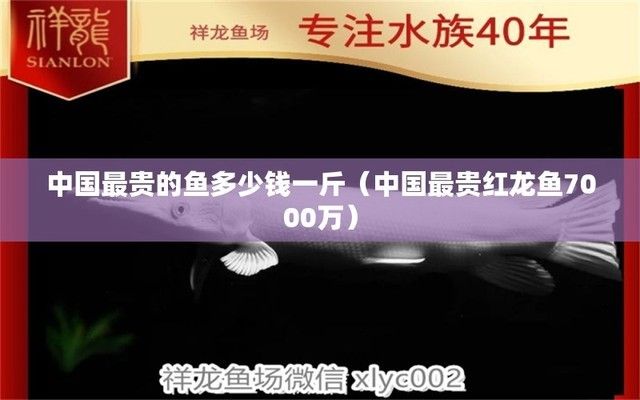 中國最貴紅龍魚7000萬：一只價值7000萬的淡水魚 紅龍魚百科 第1張