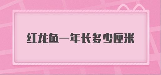 紅龍魚一年可以長(zhǎng)多大的魚缸：紅龍魚一年可以長(zhǎng)多大以及所需的魚缸大小 紅龍魚百科 第4張