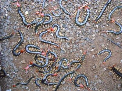 龍魚過度喂食的危害解析：過度喂食對龍魚健康和生態(tài)平衡有嚴重影響，龍魚水質(zhì)維護技巧分享