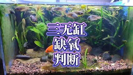 魚缸里的秘密：魚缸在不同文化中的象征意義 魚缸百科 第4張