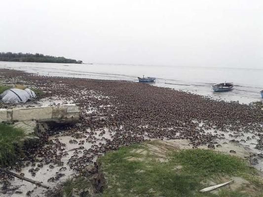 金龍魚廣告2000：為什么選擇金龍魚食用油 水族問答 第1張