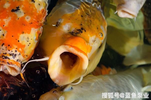 魚缸vc的使用方法：維生素c在魚缸中的應(yīng)用 魚缸百科 第5張