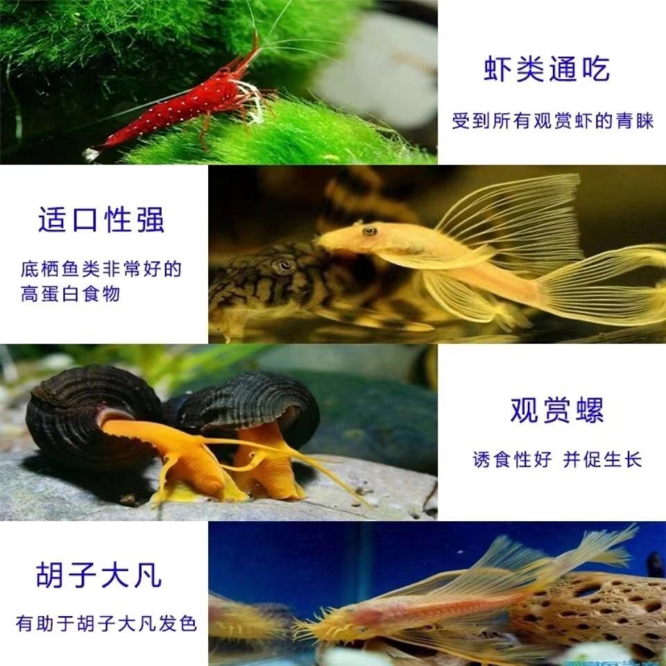 龍魚缸用什么工具魚好看一點(diǎn)：龍魚缸適合養(yǎng)哪些小型工具魚 魚缸百科 第5張