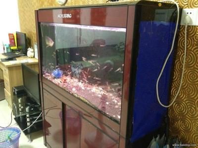 閩江魚缸廠家直銷店：福州閩江魚缸廠家直銷店 魚缸百科 第5張