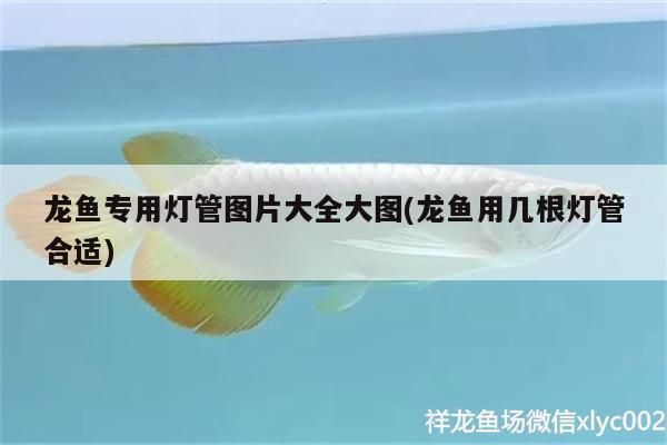 龍魚缸放幾根燈管：如何選擇適合龍魚的燈管 龍魚百科 第2張