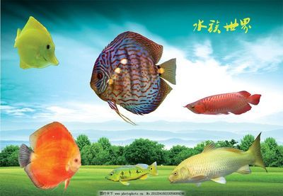 龍魚(yú)是熱帶魚(yú)么還是海魚(yú)：龍魚(yú)是熱帶淡水魚(yú)，而不是海魚(yú) 龍魚(yú)百科 第2張