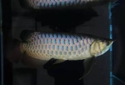 龍魚開夜燈好嗎：龍魚開夜燈是否適宜 龍魚百科 第4張