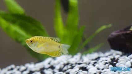 龍魚吃飼料長得快嗎視頻：龍魚吃飼料可以長得快嗎