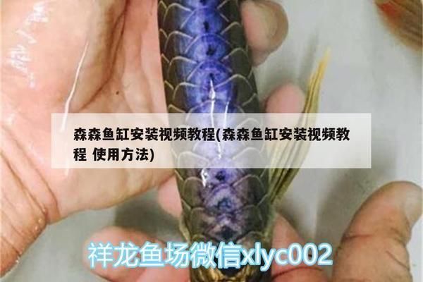 森森魚缸安裝：森森魚缸安裝詳情 魚缸百科 第5張