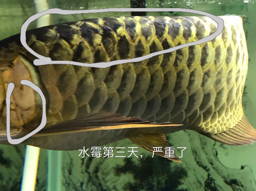 龍魚頑固性水霉：龍魚頑固性水霉怎么治療 龍魚百科 第3張