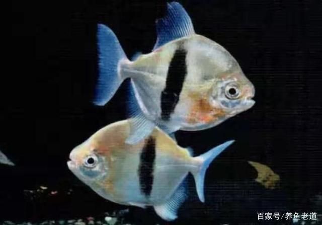 龍魚缸用什么魚清缸好：清潔龍魚缸的魚類種類 龍魚百科 第5張