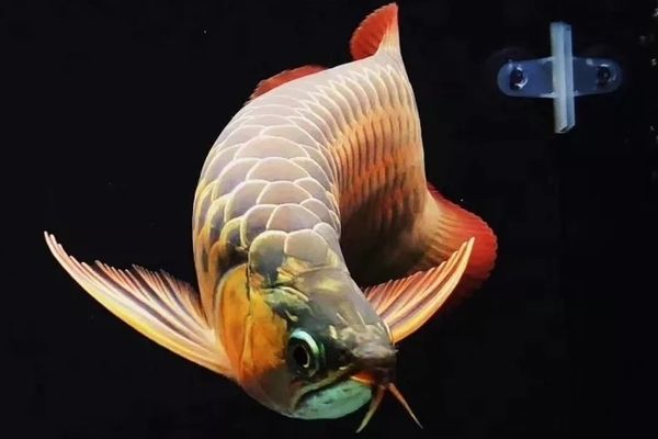 龍魚(yú)嘴型區(qū)分：龍魚(yú)嘴型對(duì)飼養(yǎng)管理的影響