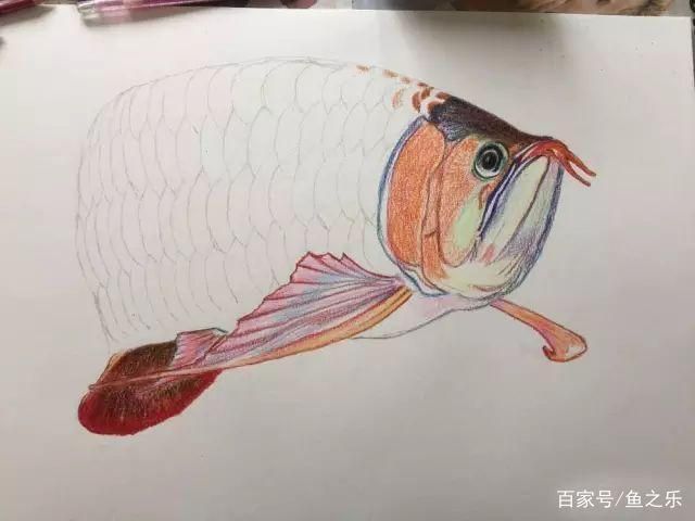 龍魚嘴型區(qū)分：龍魚嘴型對(duì)飼養(yǎng)管理的影響 龍魚百科 第5張