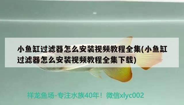 小魚缸過濾器安裝方法：小魚缸過濾器的安裝方法 魚缸百科 第2張