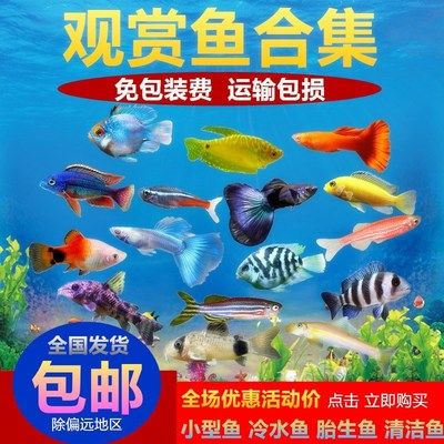 金龍魚貴還是銀龍貴一點(diǎn)：金龍魚與銀龍魚的區(qū)別 水族問答