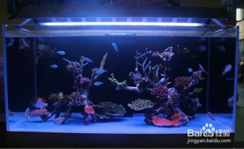 如何選擇魚缸照明設(shè)備：水族箱植物光照需求指南魚缸照明設(shè)備維護(hù)技巧 魚缸百科 第4張