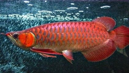 紅龍魚的發(fā)色和喂食與燈光有關(guān)嗎：紅龍魚發(fā)色和喂食與燈光關(guān)系 紅龍魚百科 第5張