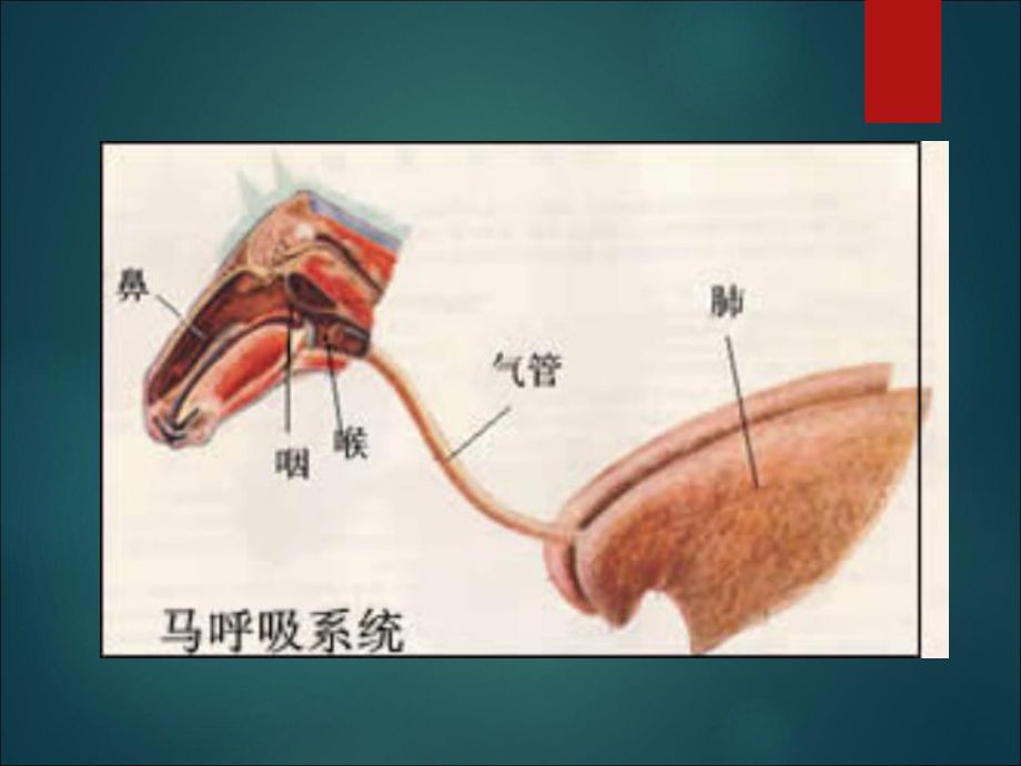 龍魚爛鼻孔：如何判斷龍魚爛鼻孔的嚴重程度 龍魚百科 第2張