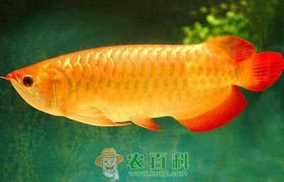 龍魚要掉眼怎么辦：龍魚掉眼怎么辦 龍魚百科 第1張