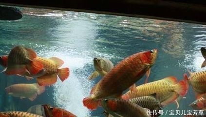 龍魚能和地圖魚混養(yǎng)嗎怎么養(yǎng)：龍魚和地圖魚可以混養(yǎng) 龍魚百科 第5張