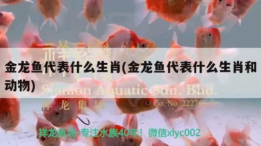 紅龍魚代表什么動物生肖：紅龍魚在風水中通常被認為是屬龍的生肖蛇和生肖蛇相沖嗎 紅龍魚百科 第4張