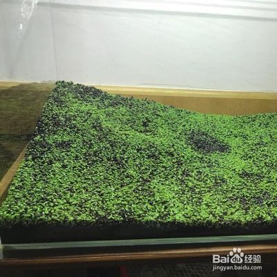 魚缸內(nèi)種植水草的技巧：適合在魚缸中種植的幾種水草種類 魚缸百科 第5張