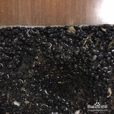 魚缸內(nèi)種植水草的技巧：適合在魚缸中種植的幾種水草種類