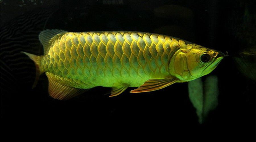 龍魚(yú)疾病預(yù)防方法有哪些圖片和名稱(chēng)：龍魚(yú)常見(jiàn)疾病預(yù)防方法