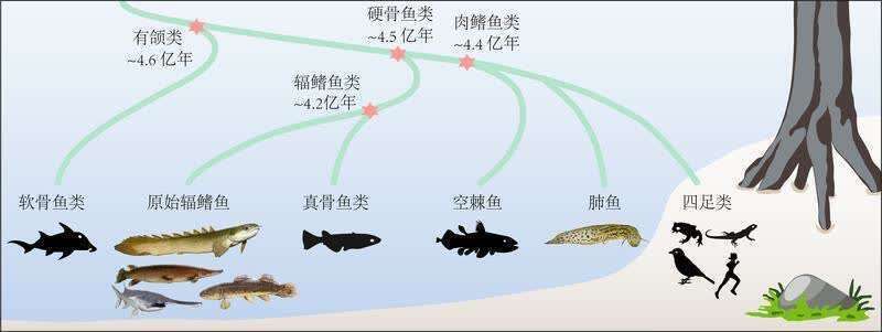 金龍魚過背怎么看公母：如何判斷金龍魚的性別？ 水族問答 第1張