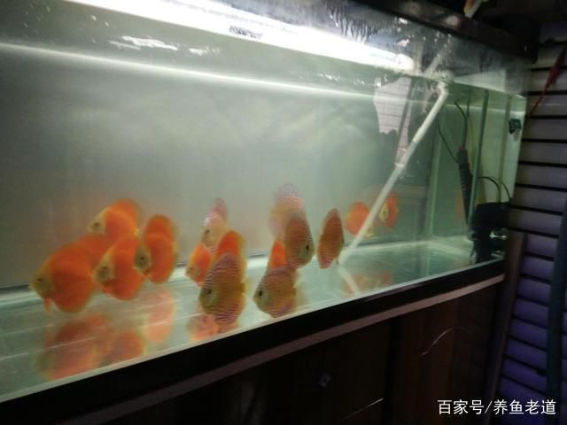 魚缸過濾系統(tǒng)維護(hù)周期建議：魚缸過濾器維護(hù)的周期建議 魚缸百科 第4張