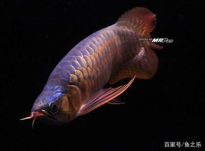 龍魚(yú)發(fā)色最佳溫度：龍魚(yú)發(fā)色最佳溫度為28到29攝氏度