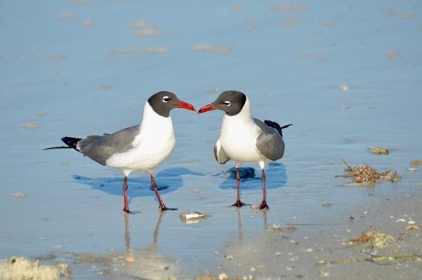 銀龍魚苗最佳飼料選擇：如何選擇銀龍魚苗飼料 龍魚百科 第6張