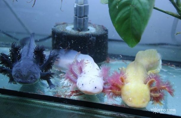 六角恐龍魚飼料怎么喂視頻講解：六角恐龍魚飼料自制方法 龍魚百科 第4張