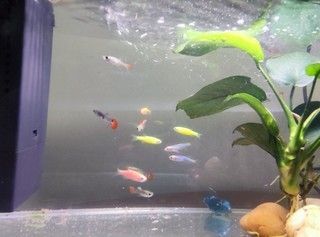 小佩魚缸pro：小佩魚缸pro與其他品牌對(duì)比小佩魚缸pro維護(hù)周期指南