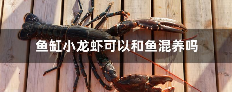 威海魚缸：關(guān)于威海魚缸的一些事