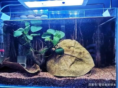 魚(yú)缸欖仁葉多久換一次：欖仁葉在魚(yú)缸中的使用可以有效地調(diào)節(jié)水質(zhì) 魚(yú)缸百科 第4張