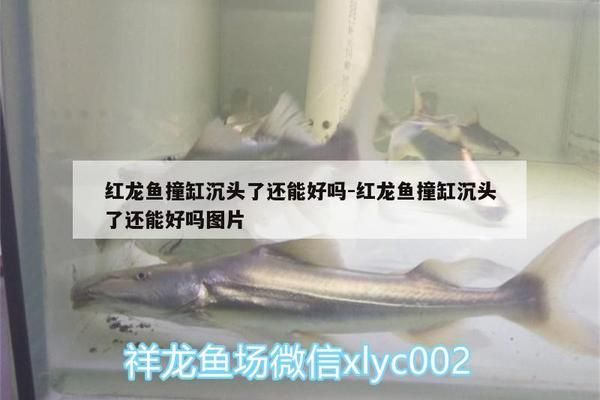 紅龍魚沉頭可以調(diào)理嗎：紅龍魚沉頭物理固定技巧紅龍魚沉頭預(yù)防措施 紅龍魚百科 第5張