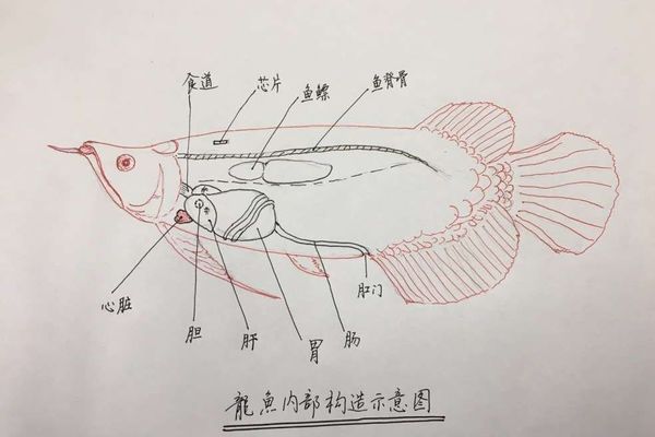 龍魚開尾手術(shù)：關(guān)于龍魚開尾手術(shù)的詳細(xì)介紹 龍魚百科 第5張