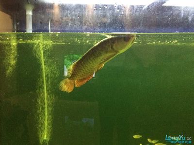 龍魚(yú)眼上有一小塊白膜怎么回事兒：如何處理龍魚(yú)眼上的白膜 龍魚(yú)百科 第4張