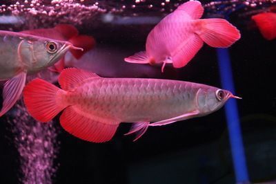 十大紅龍魚品牌排行榜：紅龍魚飼料十大品牌排名 紅龍魚百科 第4張