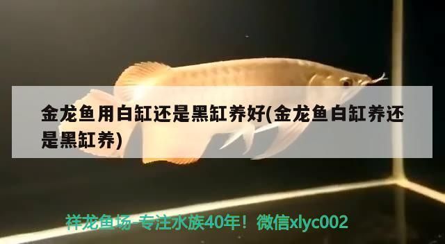 白底黑背養(yǎng)紅龍魚可以嗎：白底黑背養(yǎng)殖紅龍魚的注意事項(xiàng) 紅龍魚百科 第5張