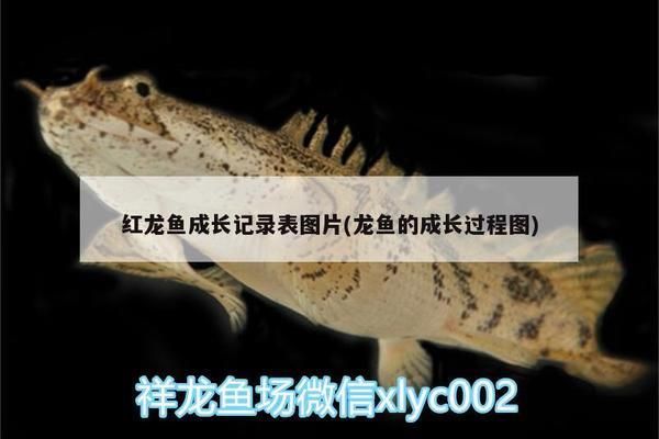 紅龍魚成長記錄表怎么寫：紅龍魚成長記錄表